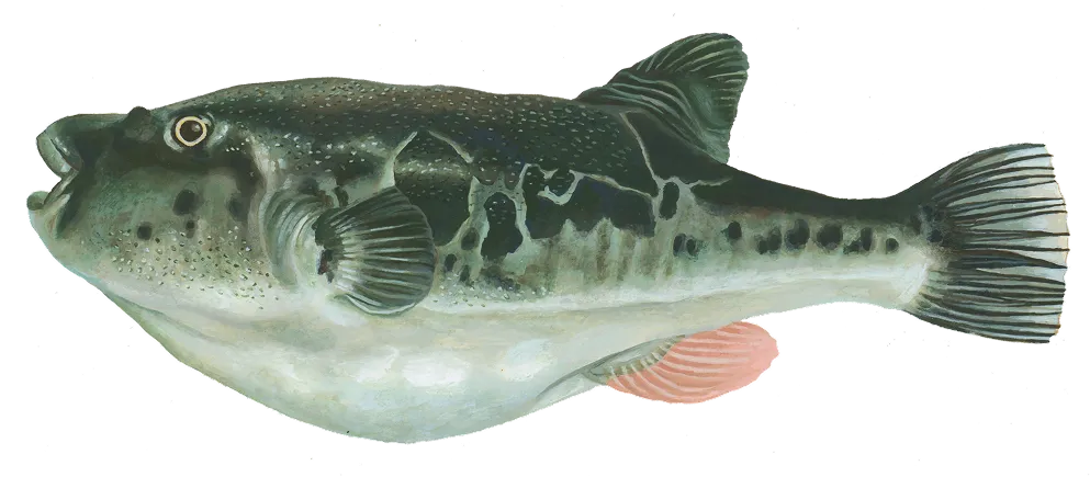 fish