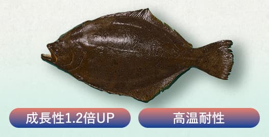 成長性1.2倍UP 高温耐性